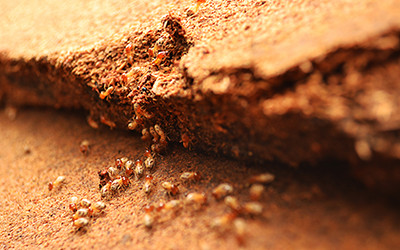 Termite Home Inspection Utah